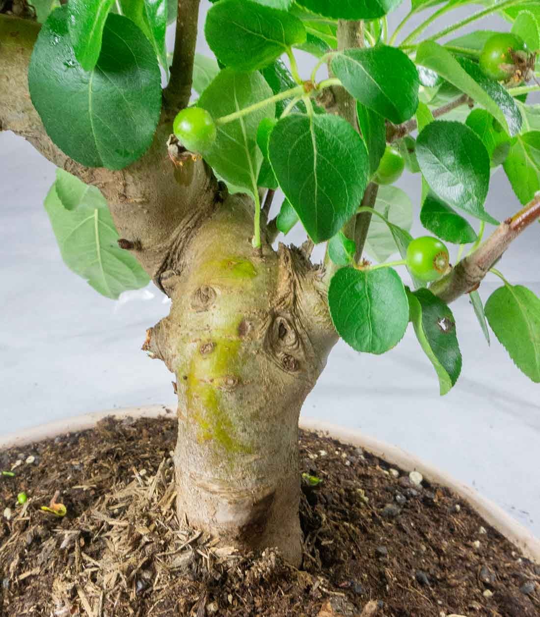Melo bonsai | 10 anni