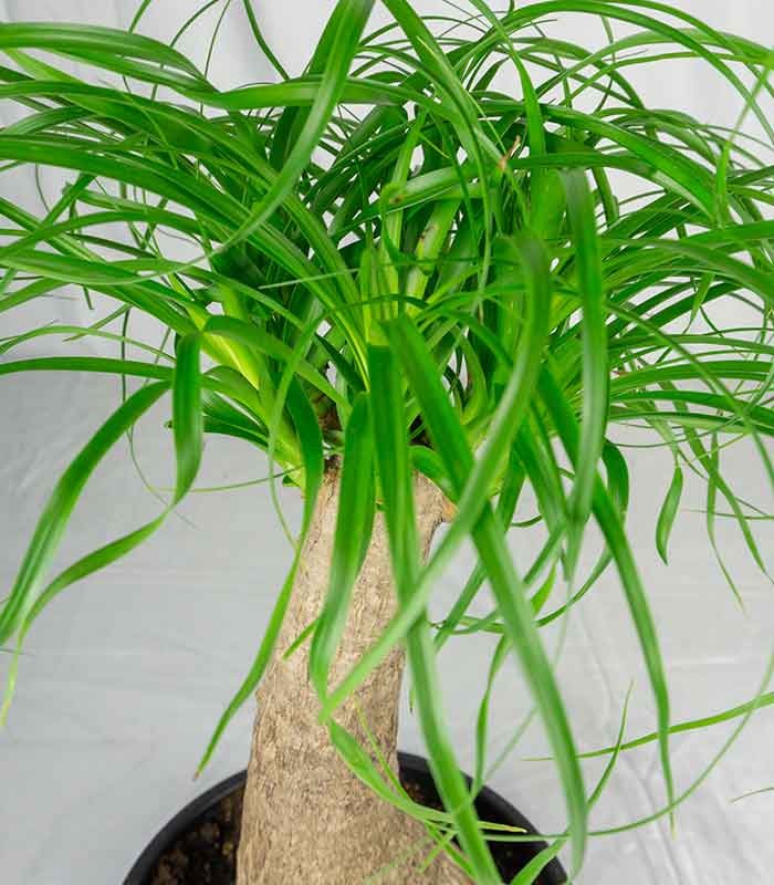 Beaucarnea Nolina Recurvata