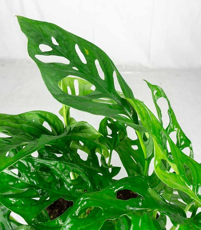 Filodendro Monstera Obliqua “Monkey mask”