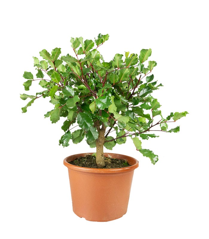 Carrubo pianta in vaso