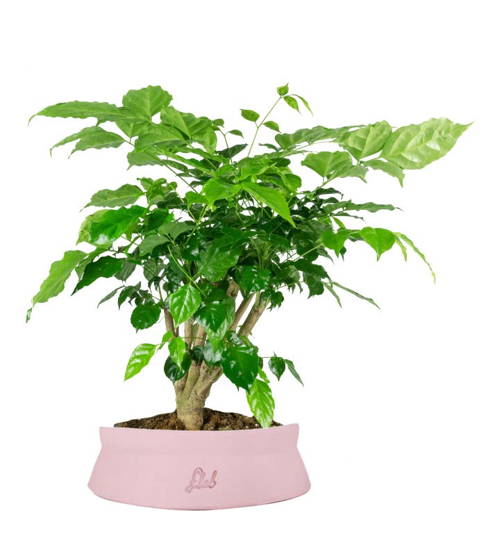Radermachera Bonsai