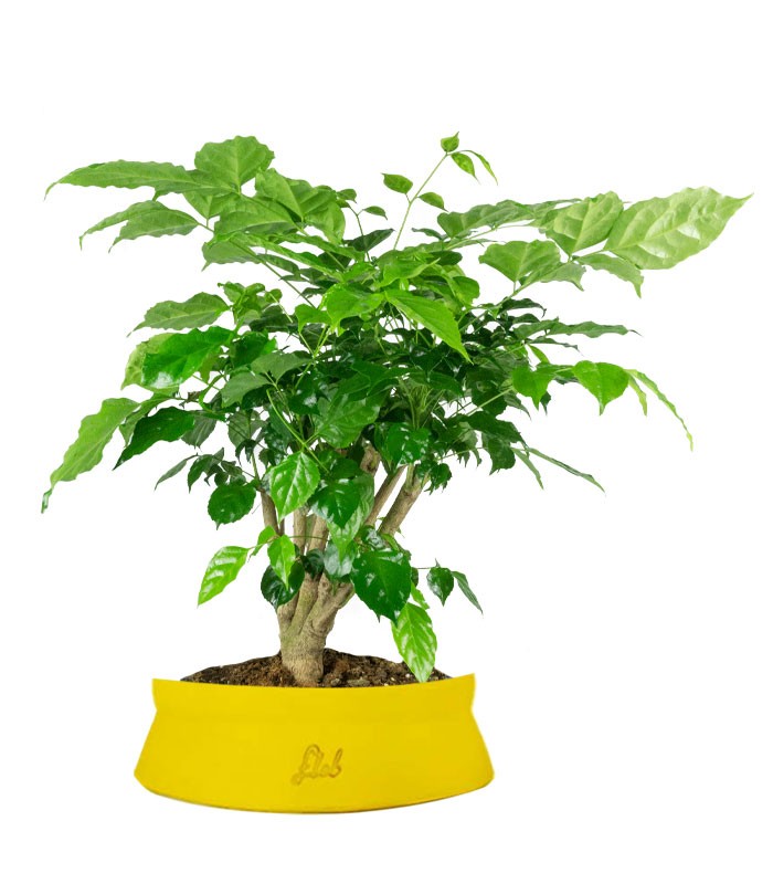Radermachera Bonsai