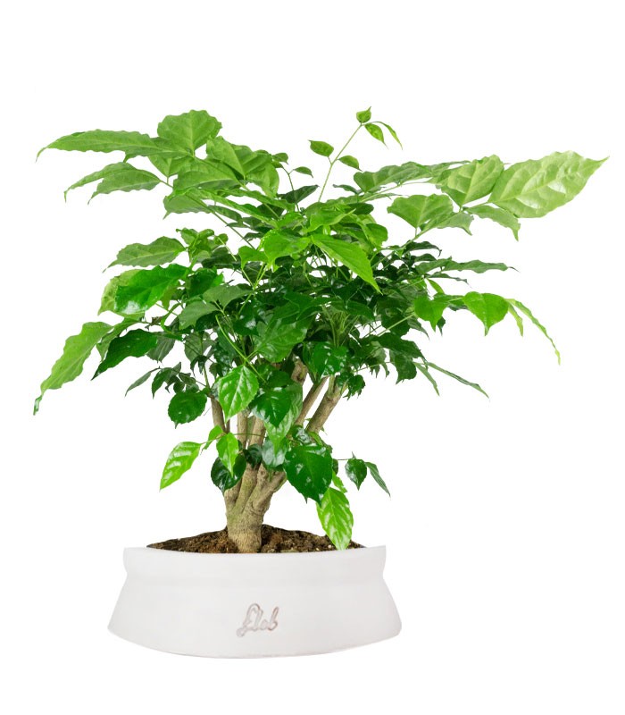 Radermachera Bonsai