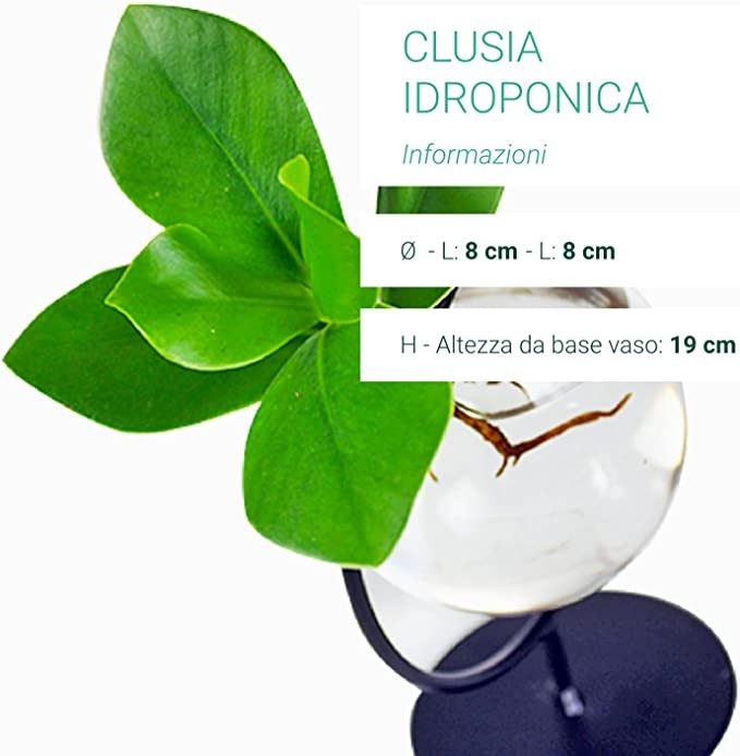 Clusia Sfera |Clusia Idro in vetro con supporto