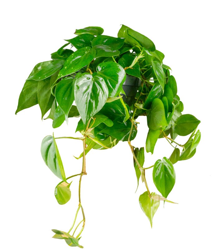Filodendro Scandens ricadente