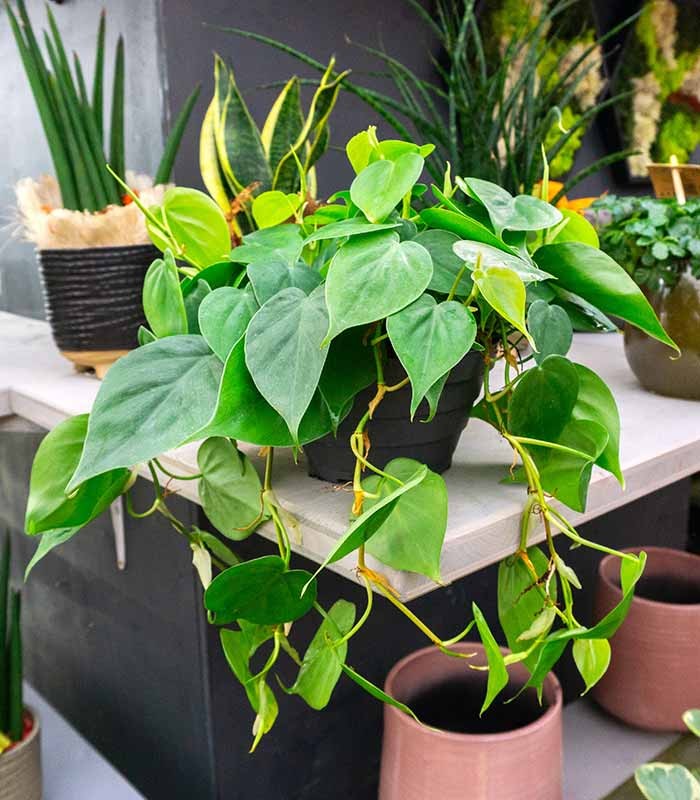 Filodendro Scandens ricadente