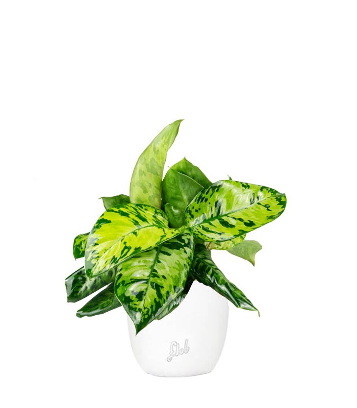 Homalomena rubescens variegata