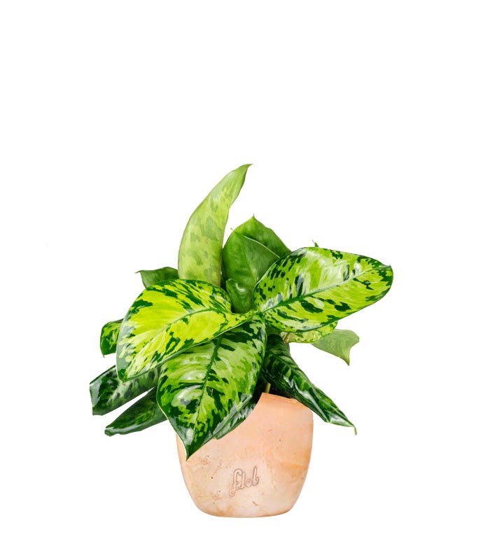 Homalomena rubescens variegata