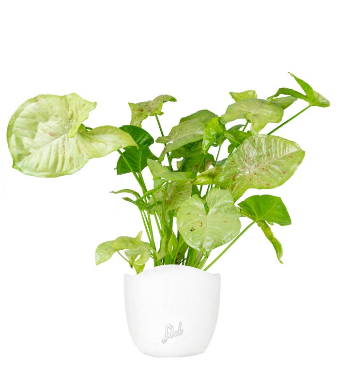 Syngonium "Milk Confetti"