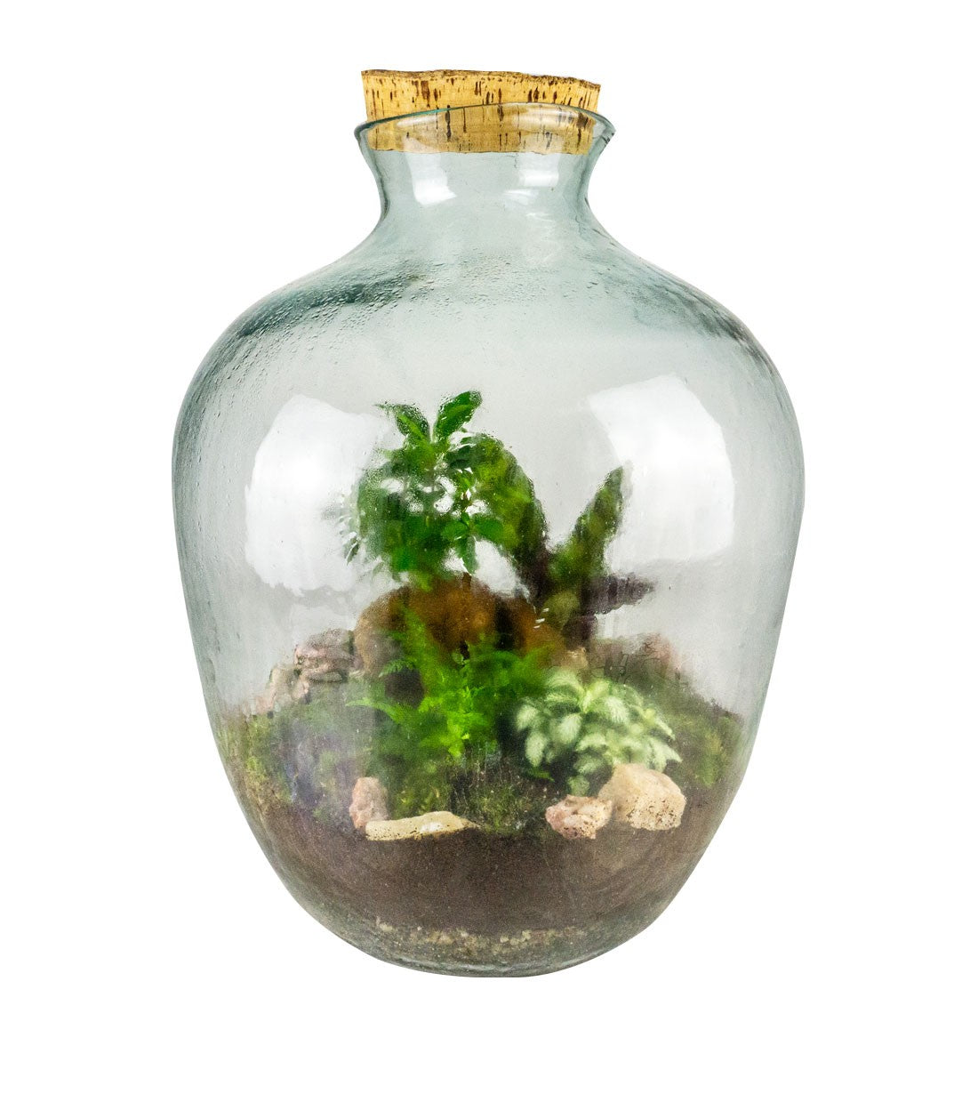 Terrario Bonsai di ginseng