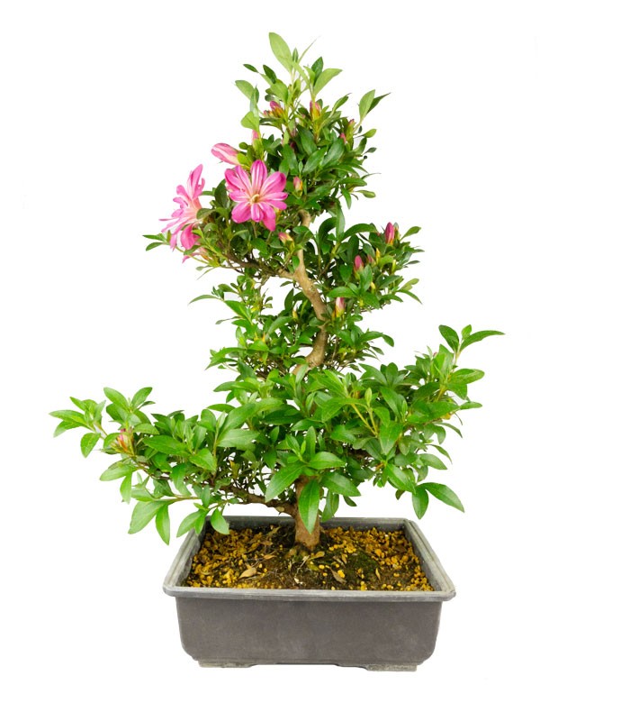 Azalea bonsai (Rhododendron spp.)