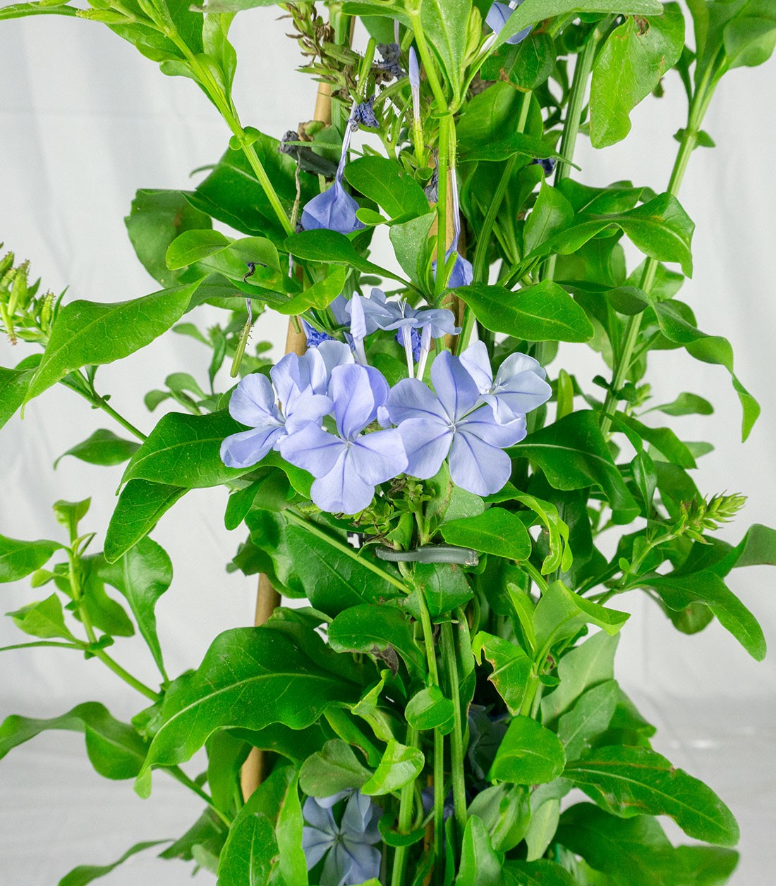 Plumbago