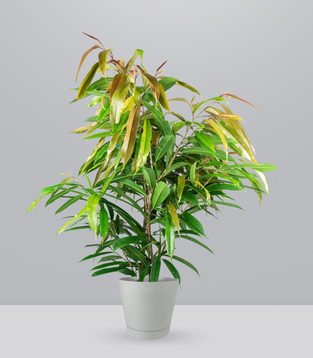Ficus Amstel King