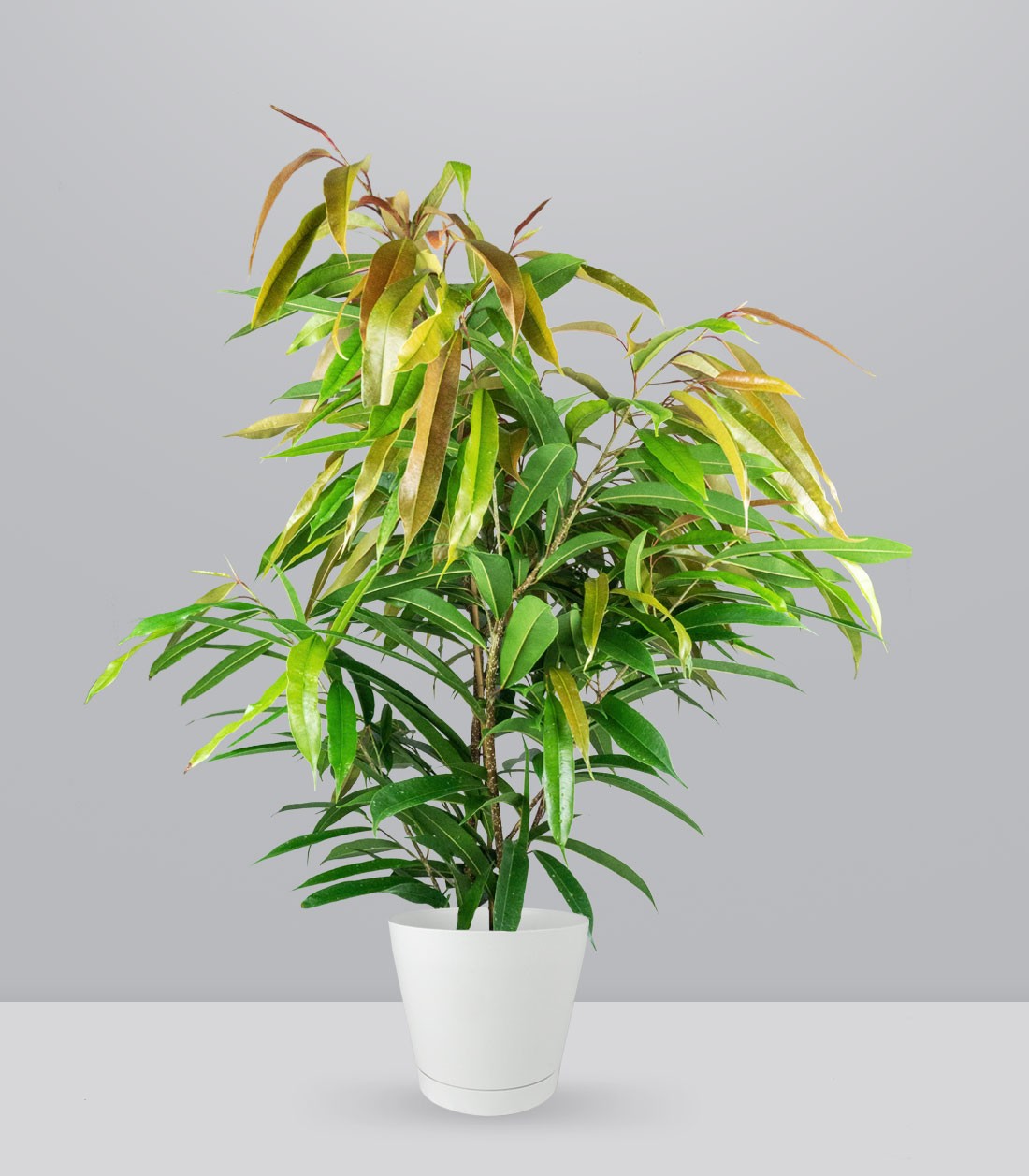 Ficus Amstel King