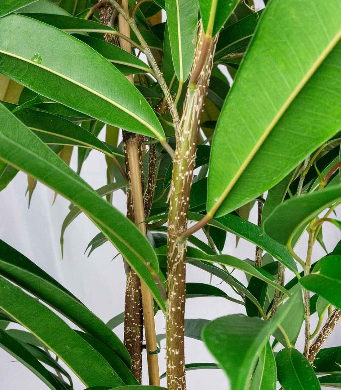 Ficus Amstel King