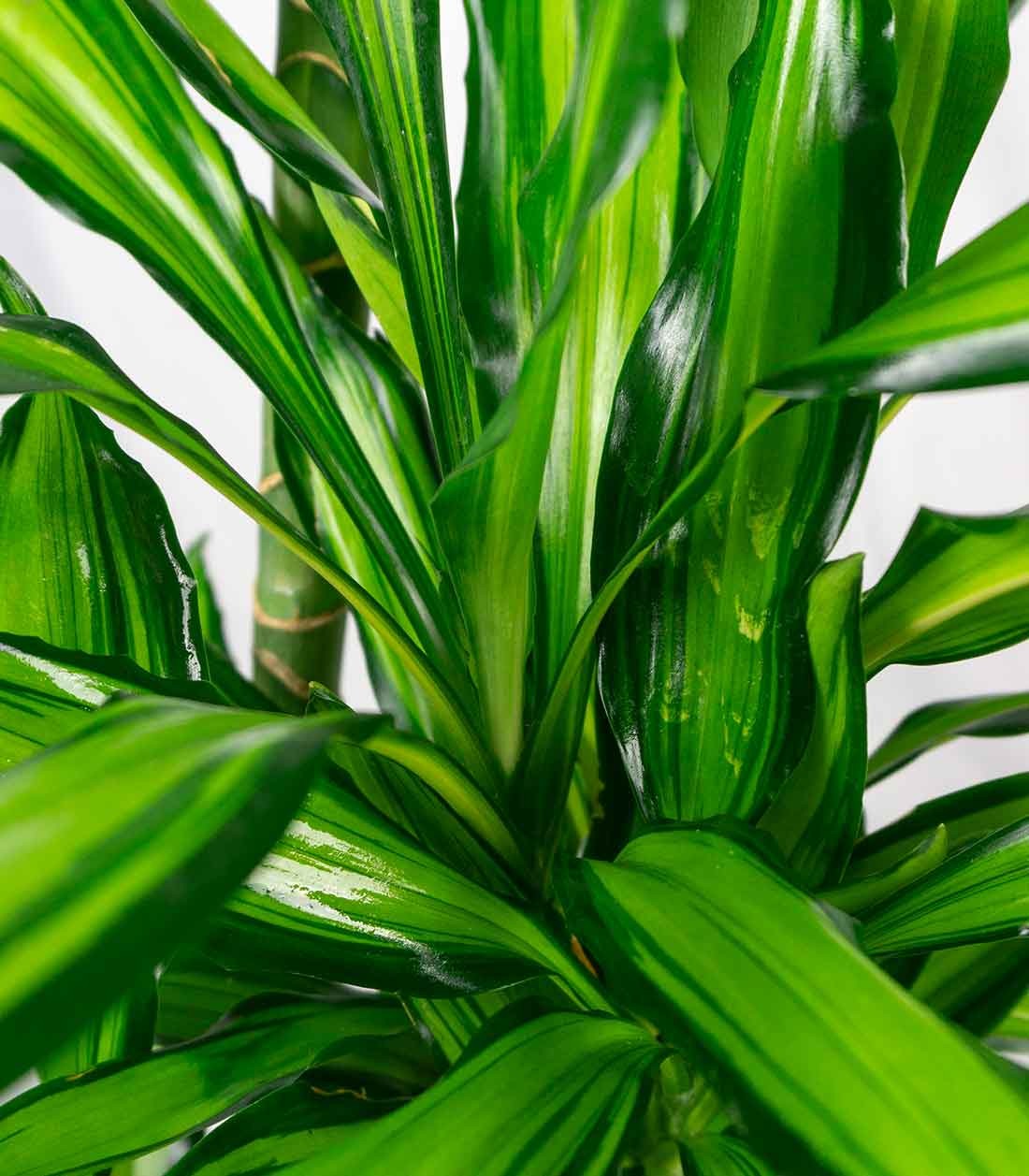 Dracena Lemon