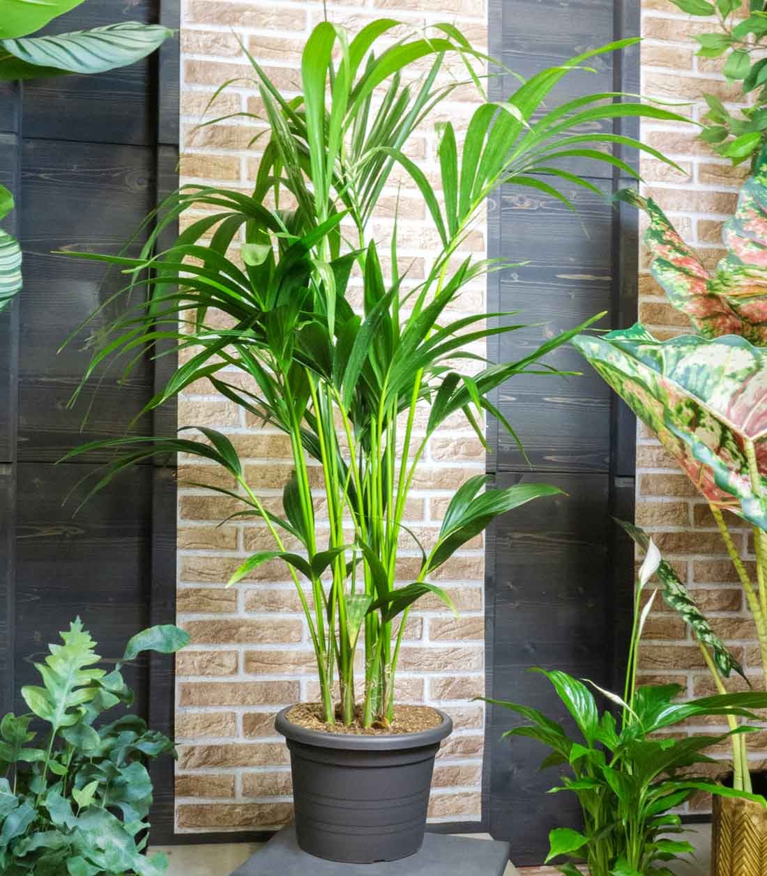 Kentia | Kenzia (howea forsteriana)