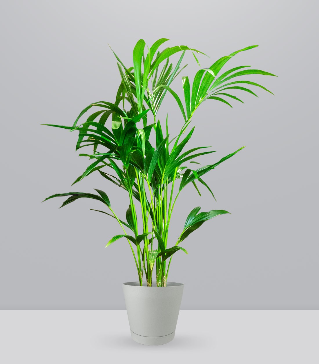 Kentia | Kenzia (howea forsteriana)