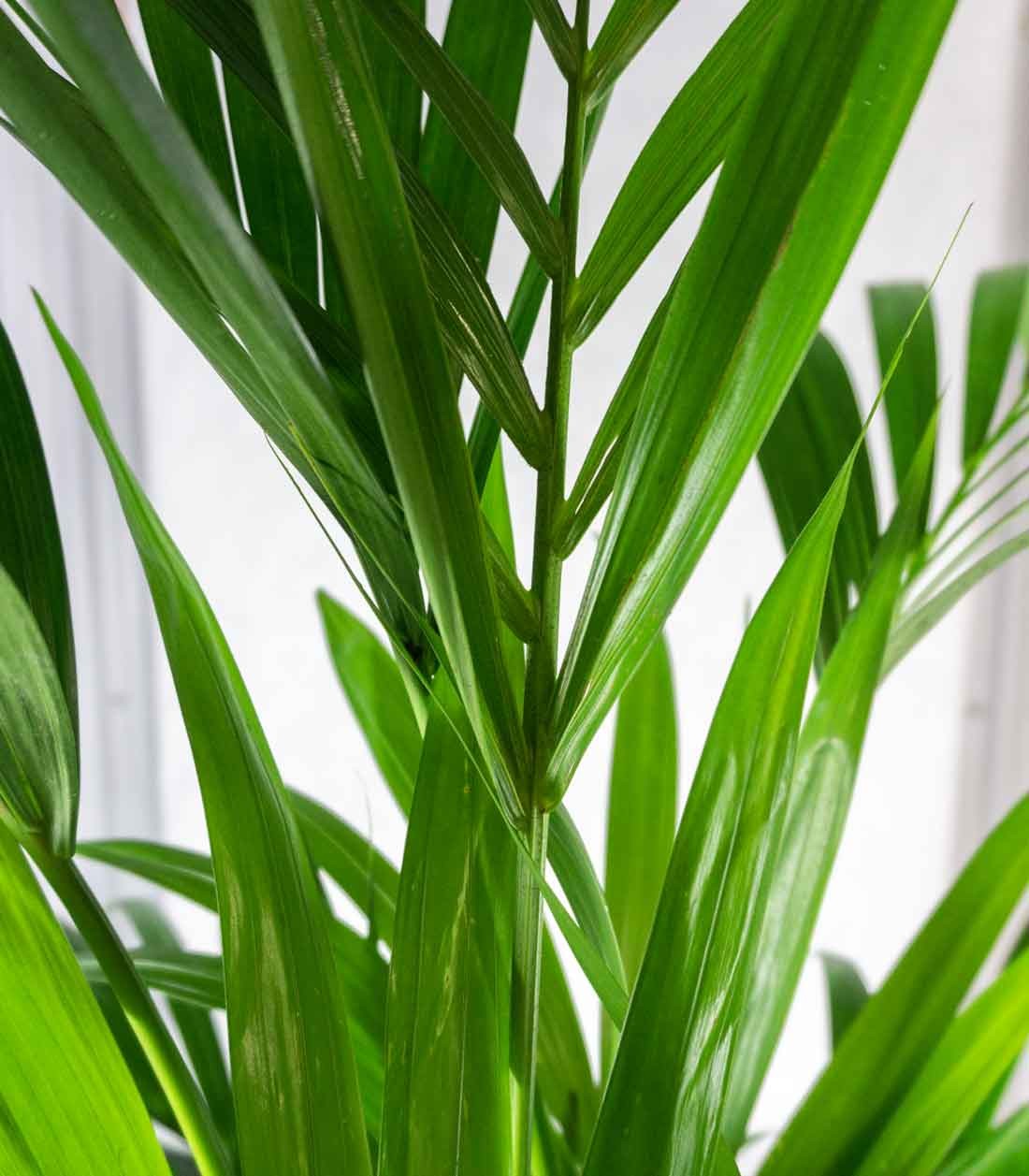 Kentia | Kenzia (howea forsteriana)
