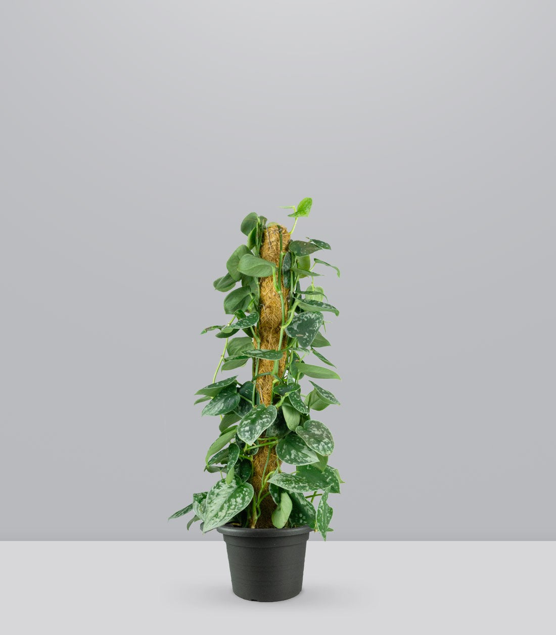 Scindapsus Pictus