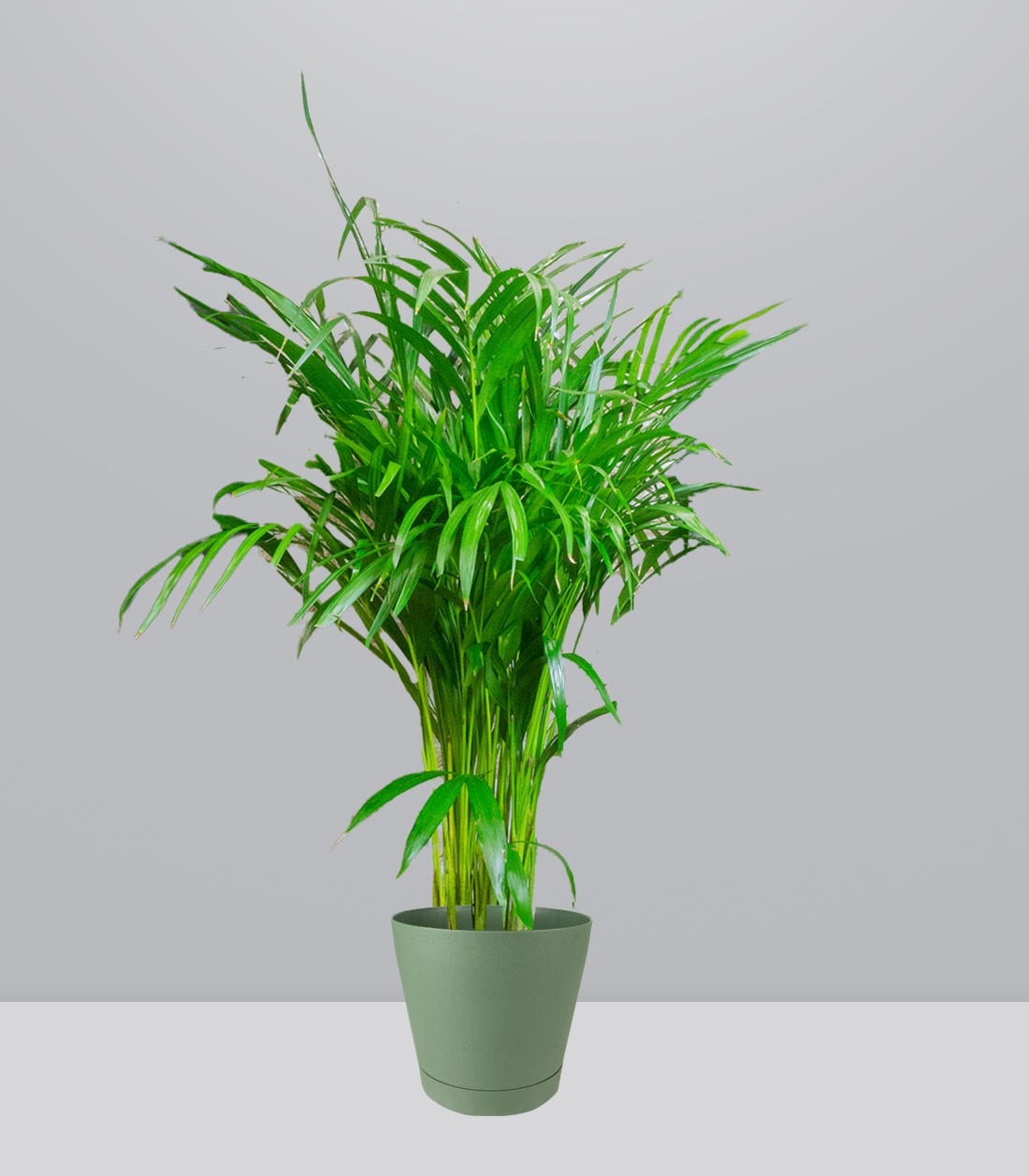 Areca pianta alta