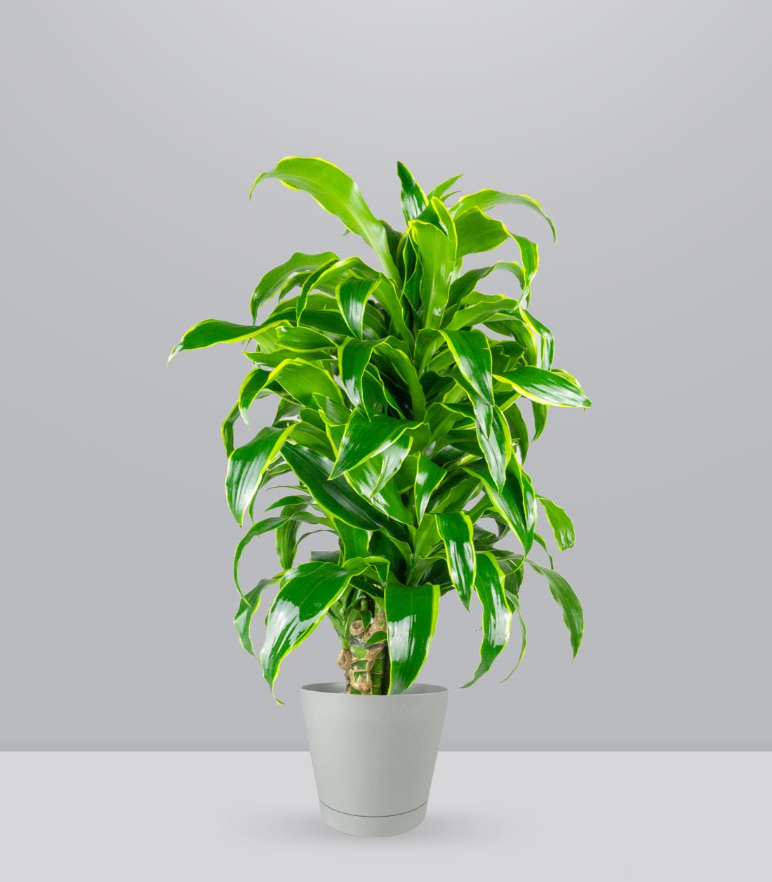 Dracena Dorado a 6 Fusti