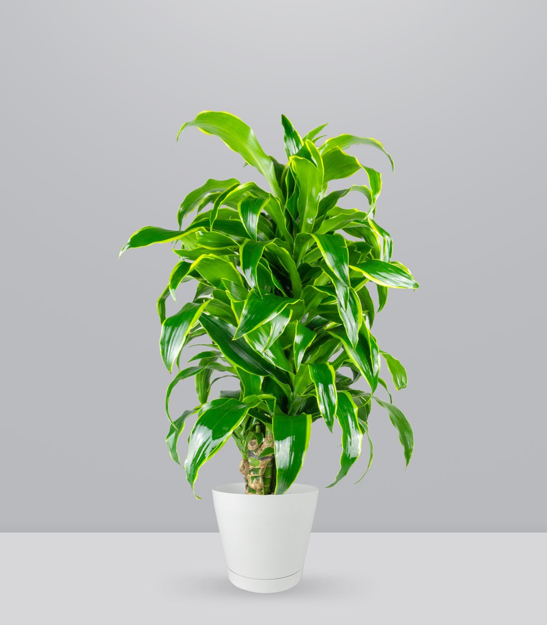 Dracena Dorado a 6 Fusti