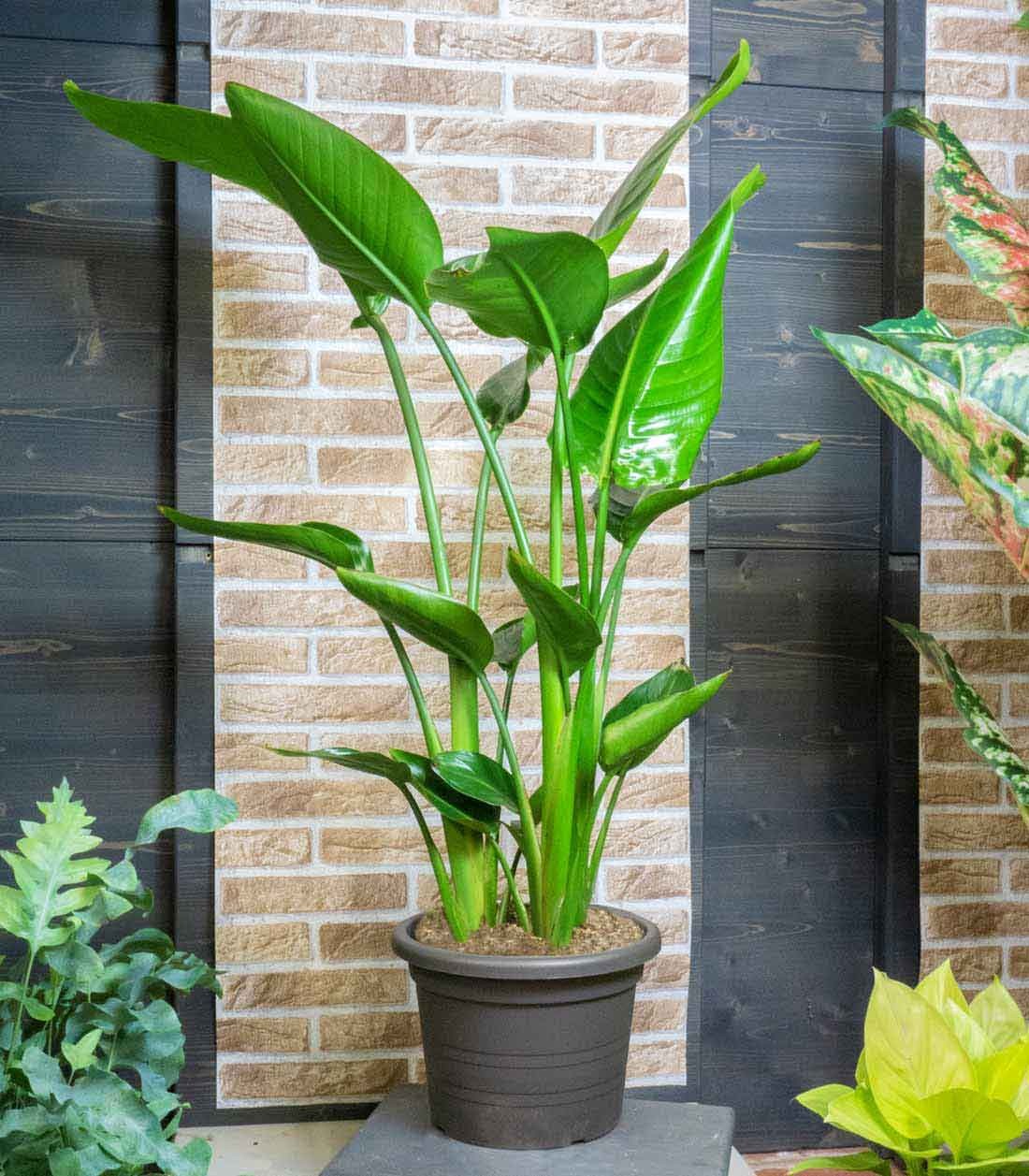 Strelitzia Nicolai