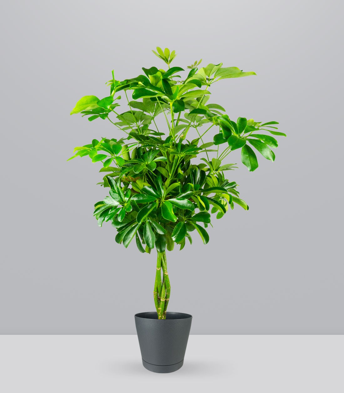 Schefflera Arboricola