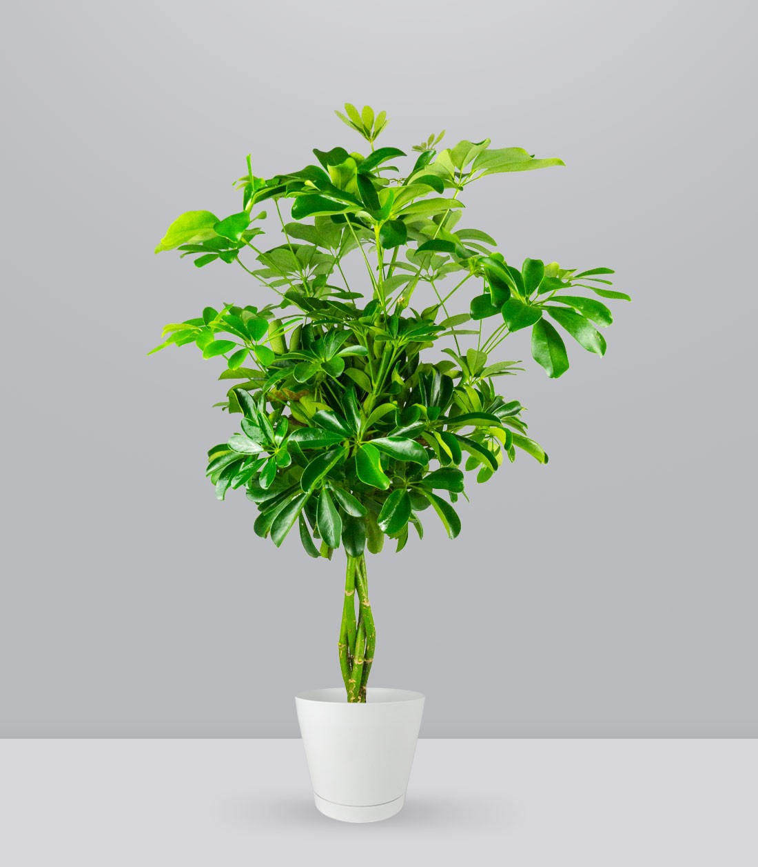 Schefflera Arboricola