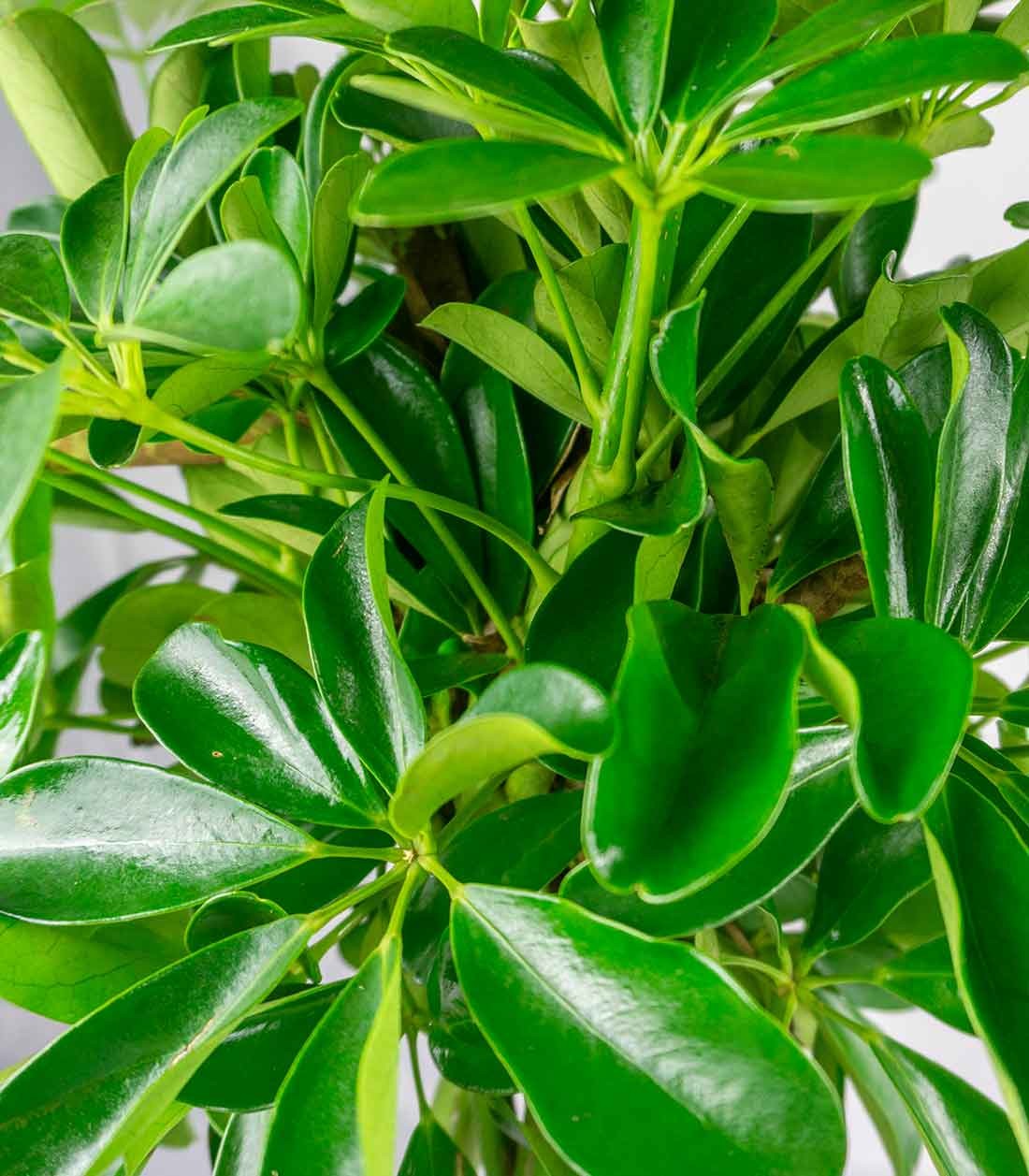 Schefflera Arboricola