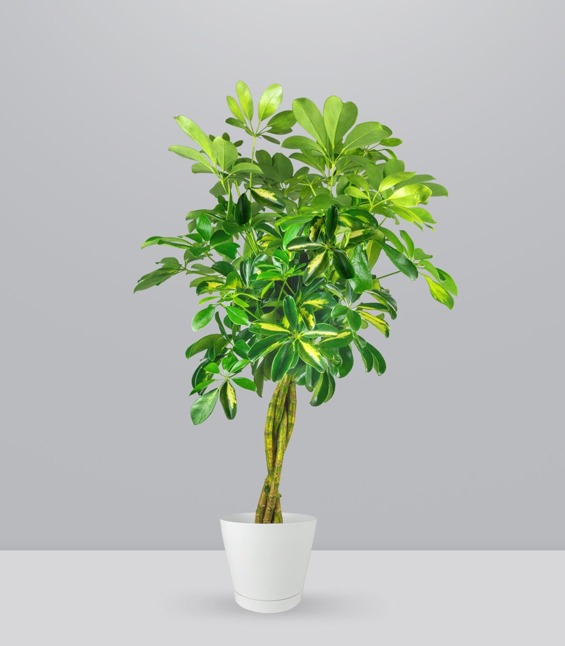 Schefflera variegata