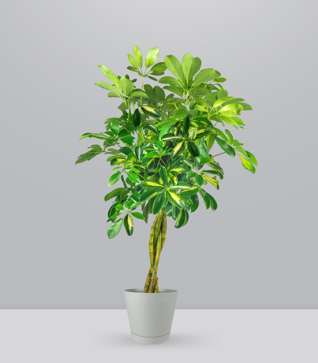 Schefflera variegata
