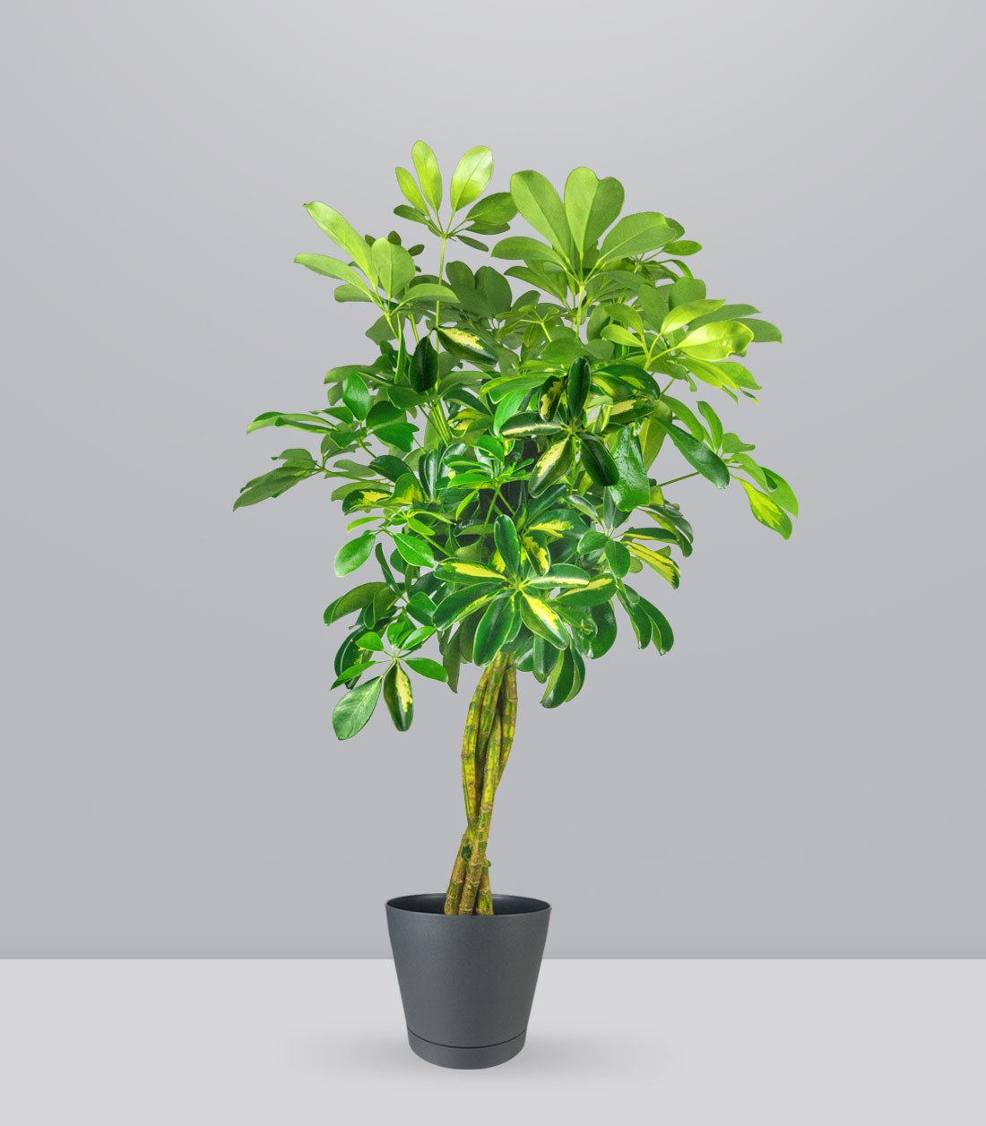 Schefflera variegata