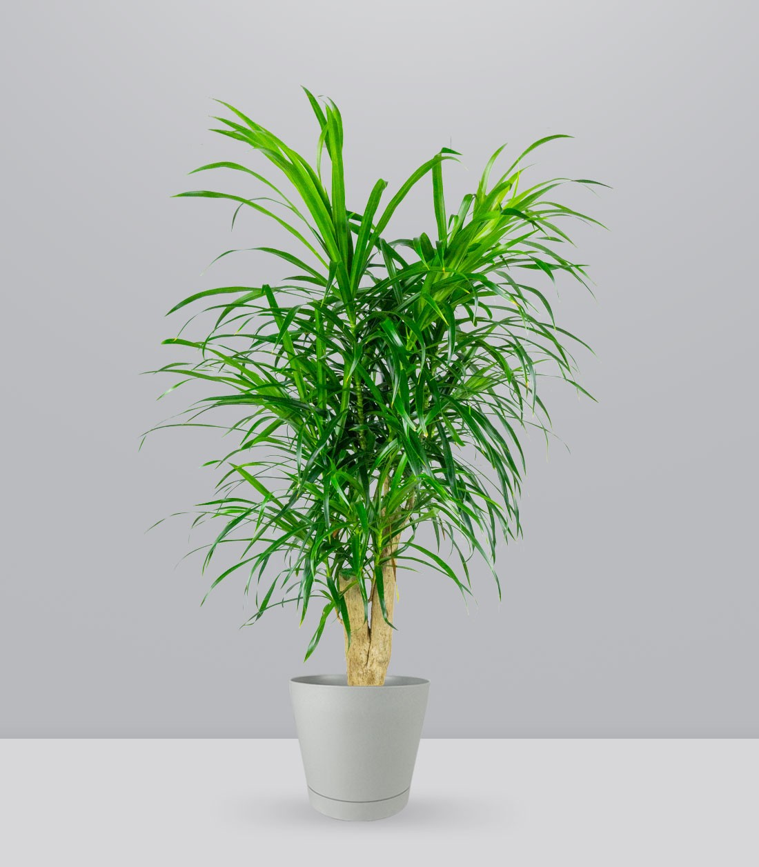 Dracena Reflexa