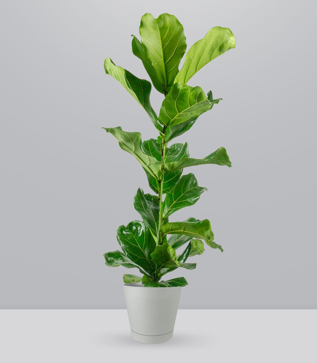 Ficus Lyrata