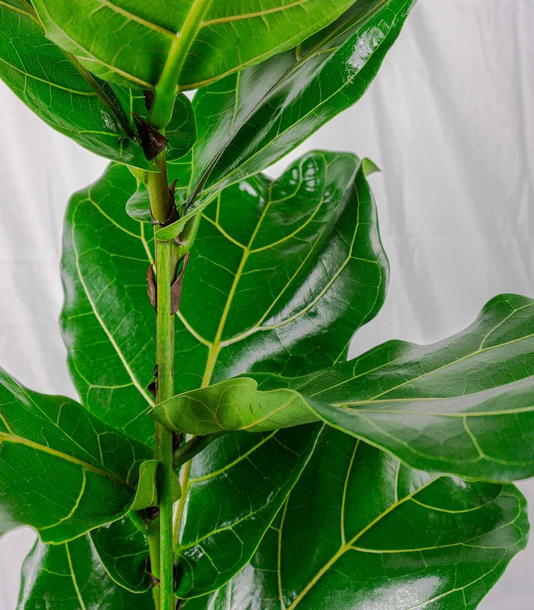 Ficus Lyrata