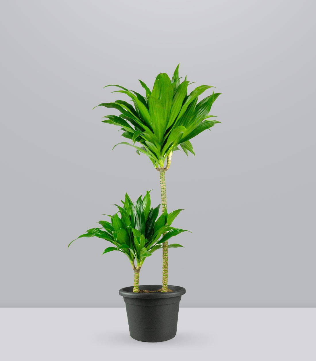 Dracena Janet Craig Compacta