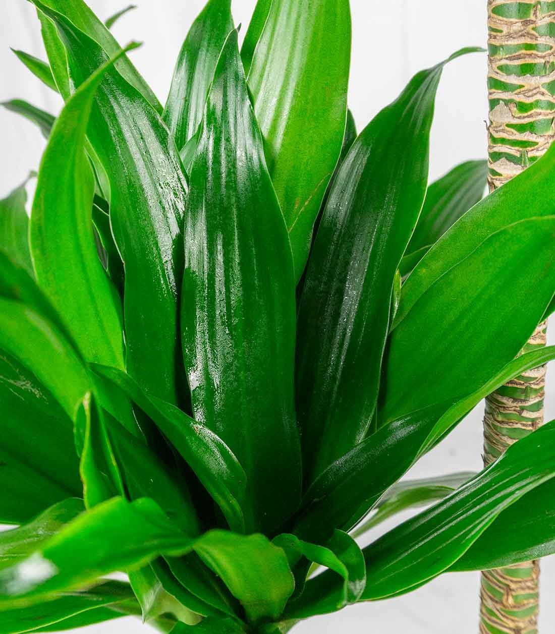 Dracena Janet Craig Compacta