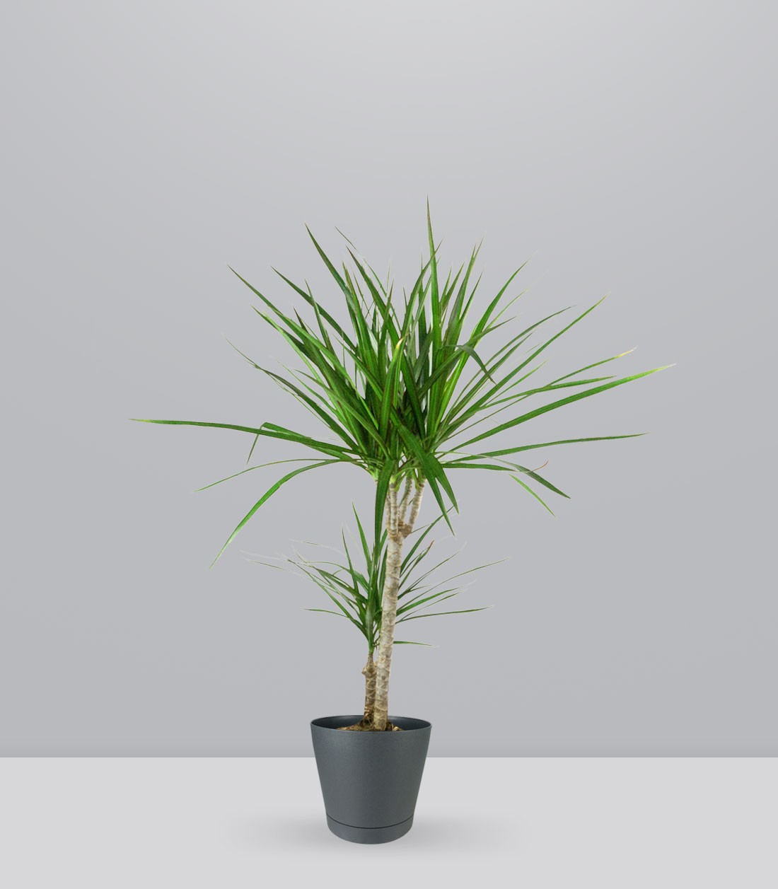 Dracena Marginata | yucca