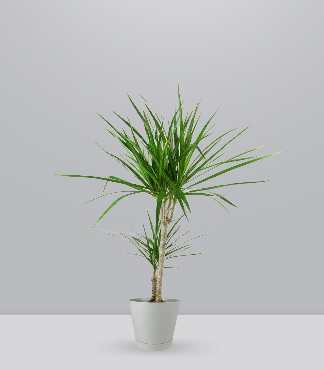 Dracena Marginata | yucca