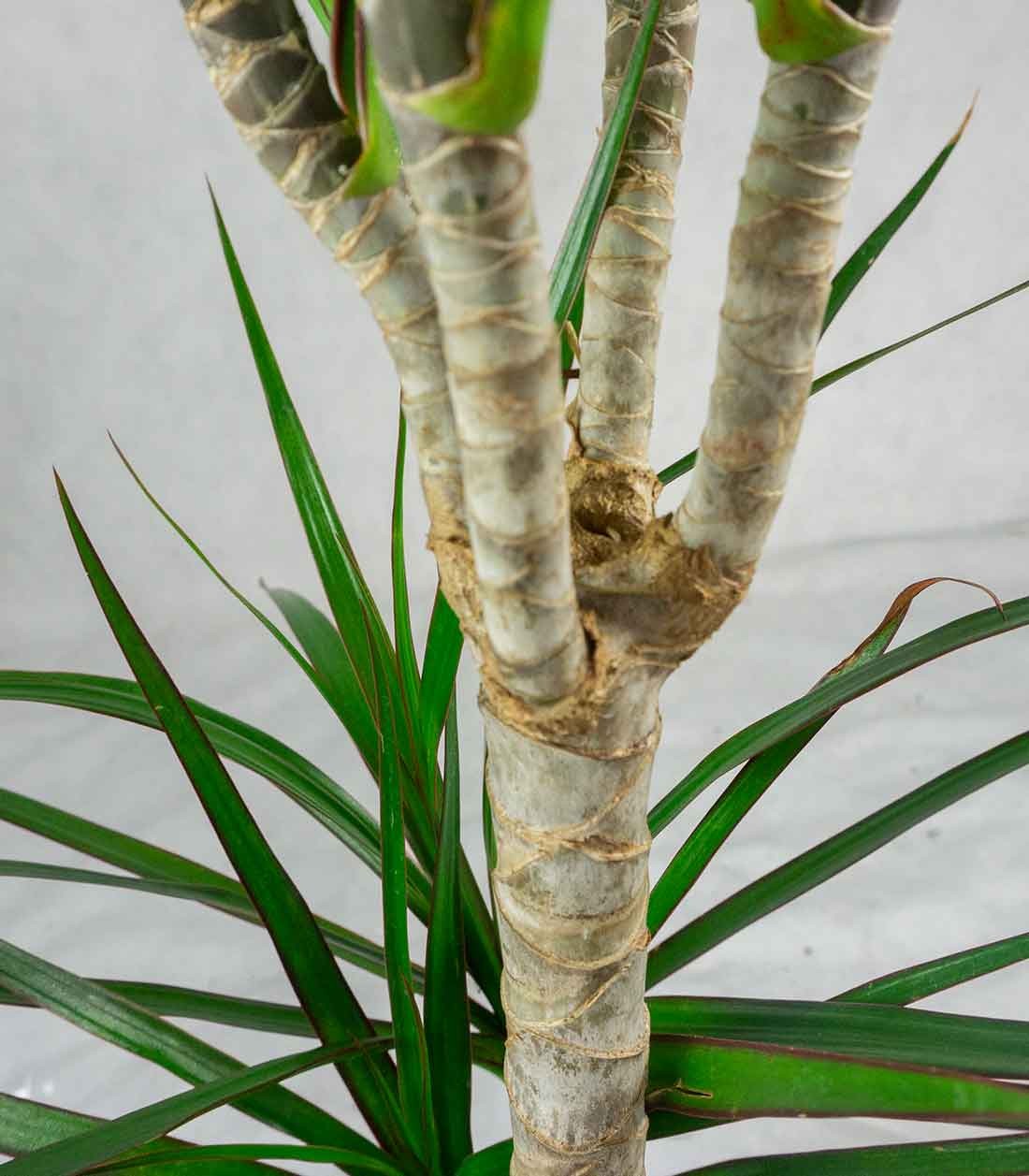 Dracena Marginata | yucca