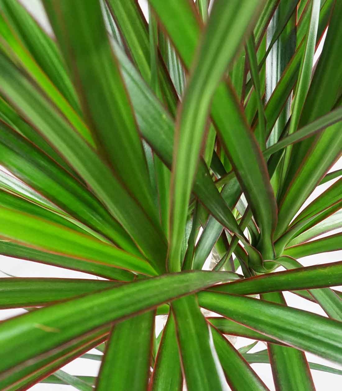 Dracena Marginata | yucca