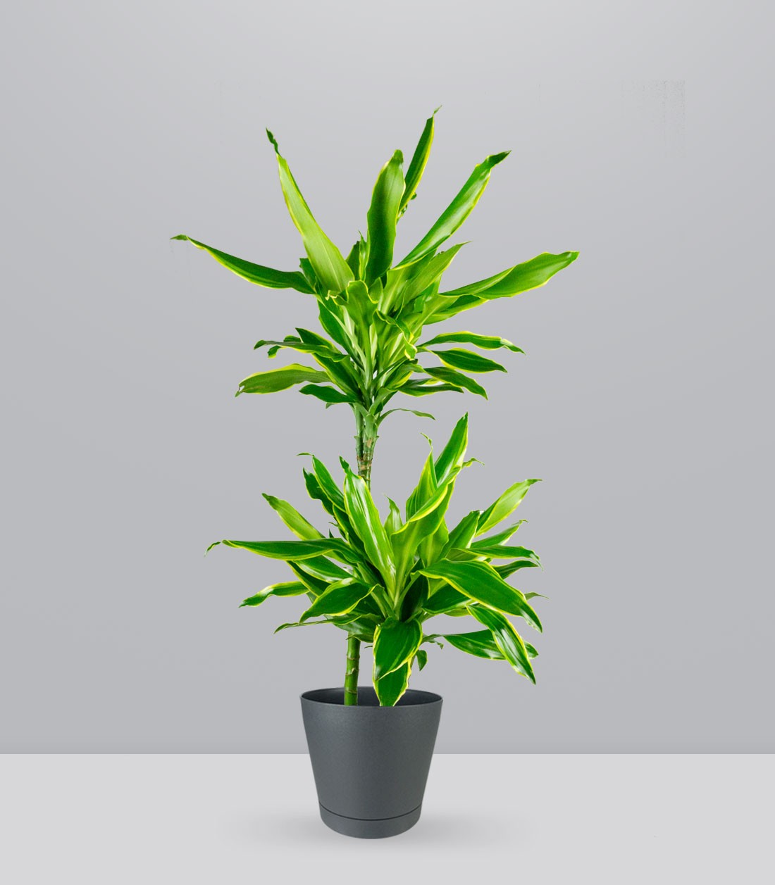 Dracena Golden Coast