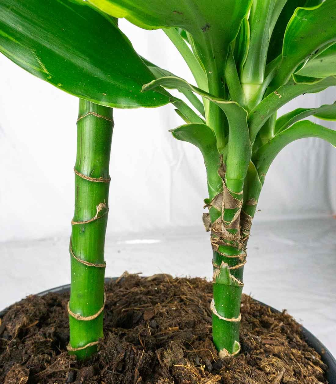 Dracena Golden Coast