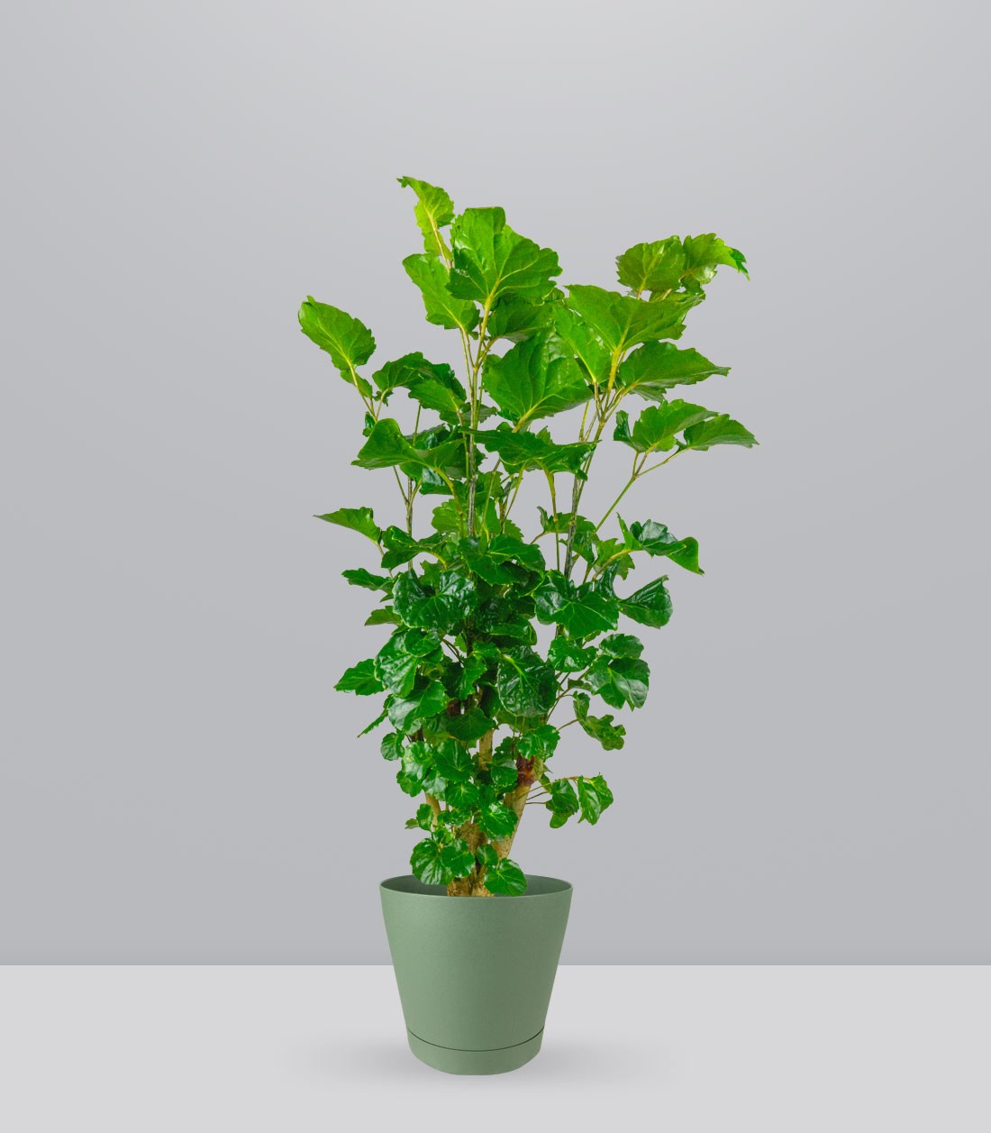 Polyscias Scutellaria | 85 cm
