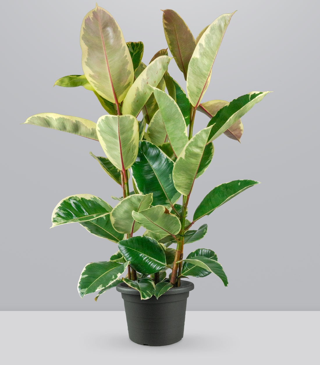 Ficus elastica Tineke
