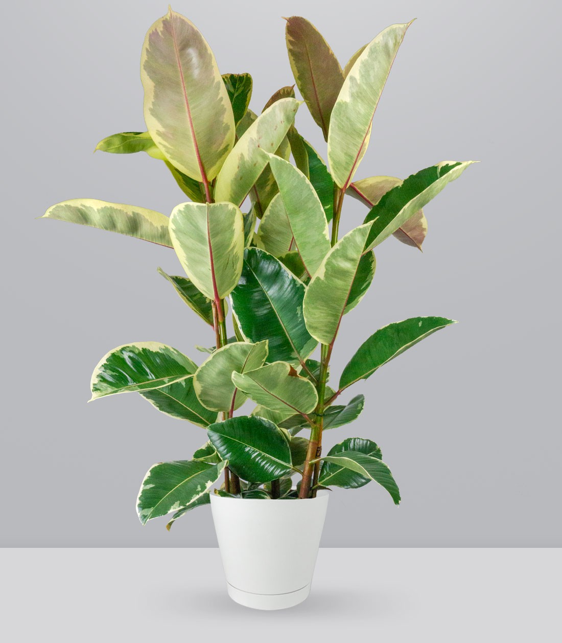 Ficus elastica Tineke