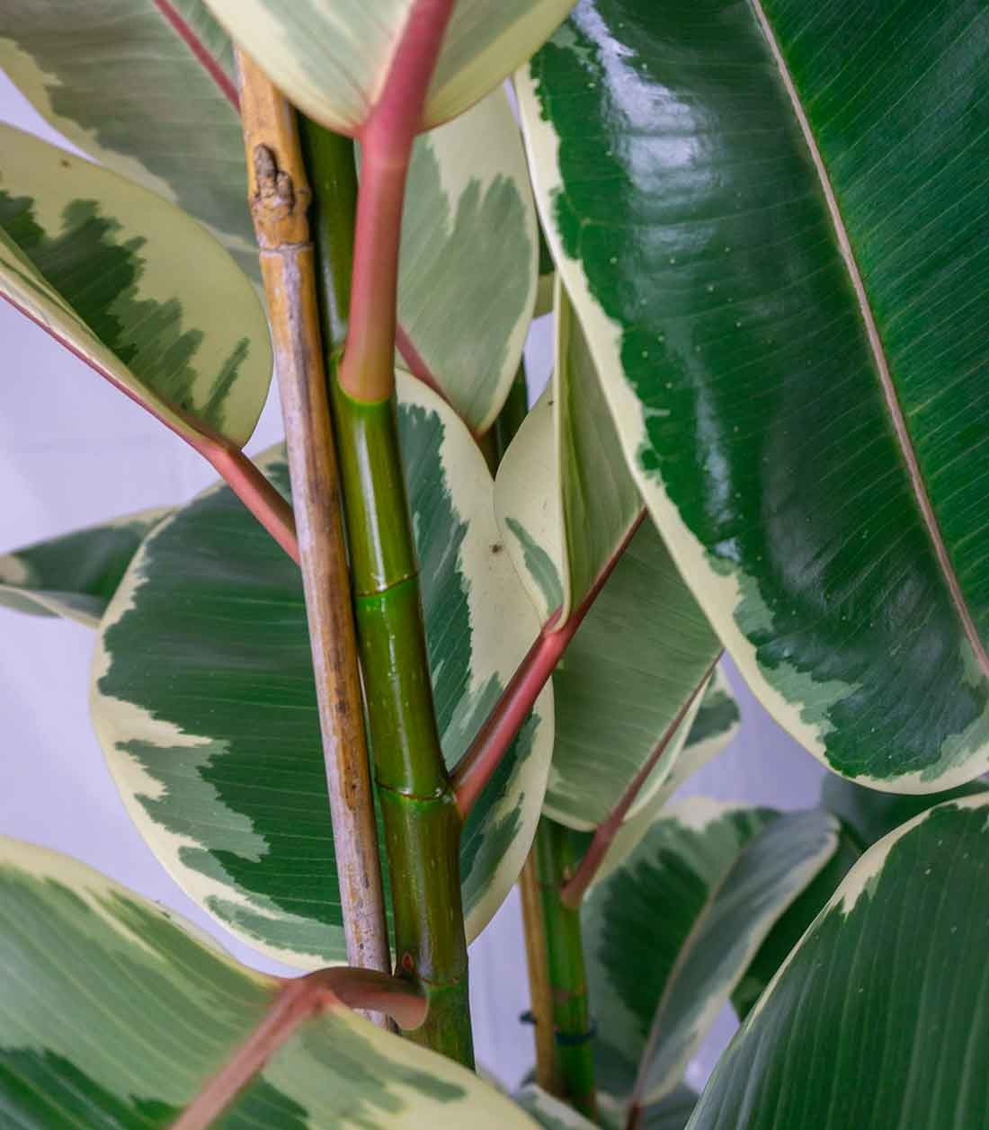Ficus elastica Tineke