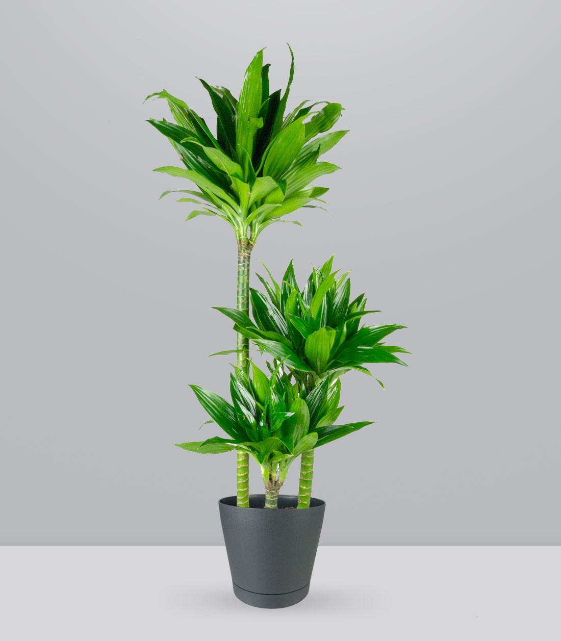 Dracena Green Jewel